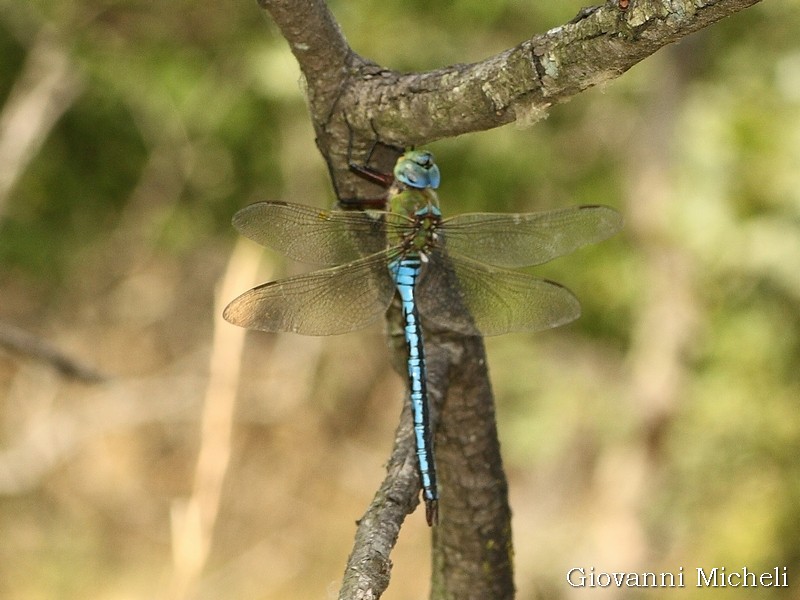 Anax imperator?  S !